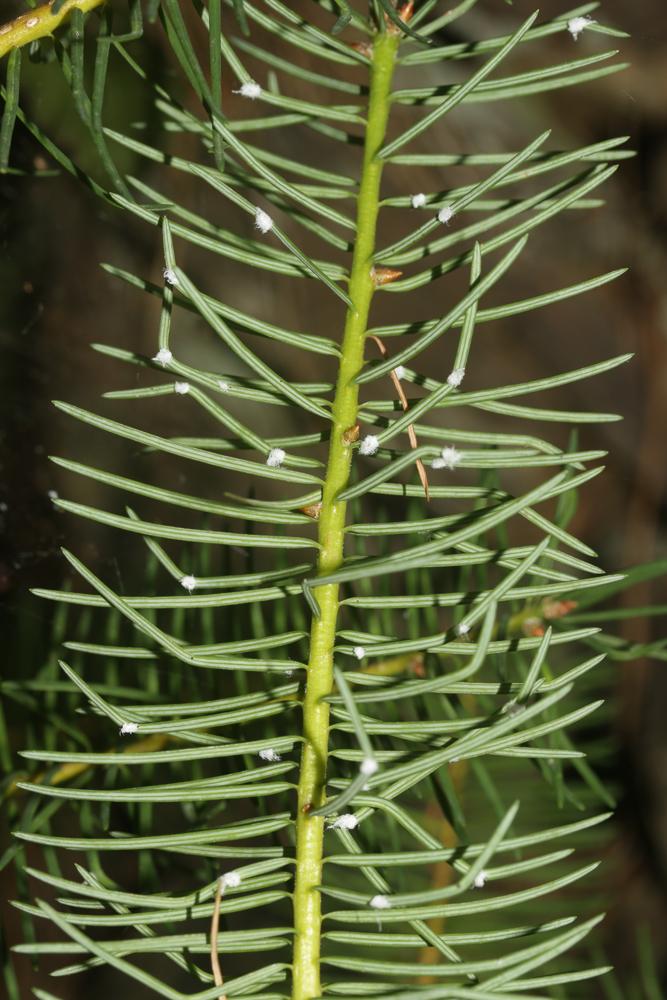 Le Sapin de Douglas, Pin de l'Orégon Pseudotsuga menziesii (Mirb.) Franco, 1950