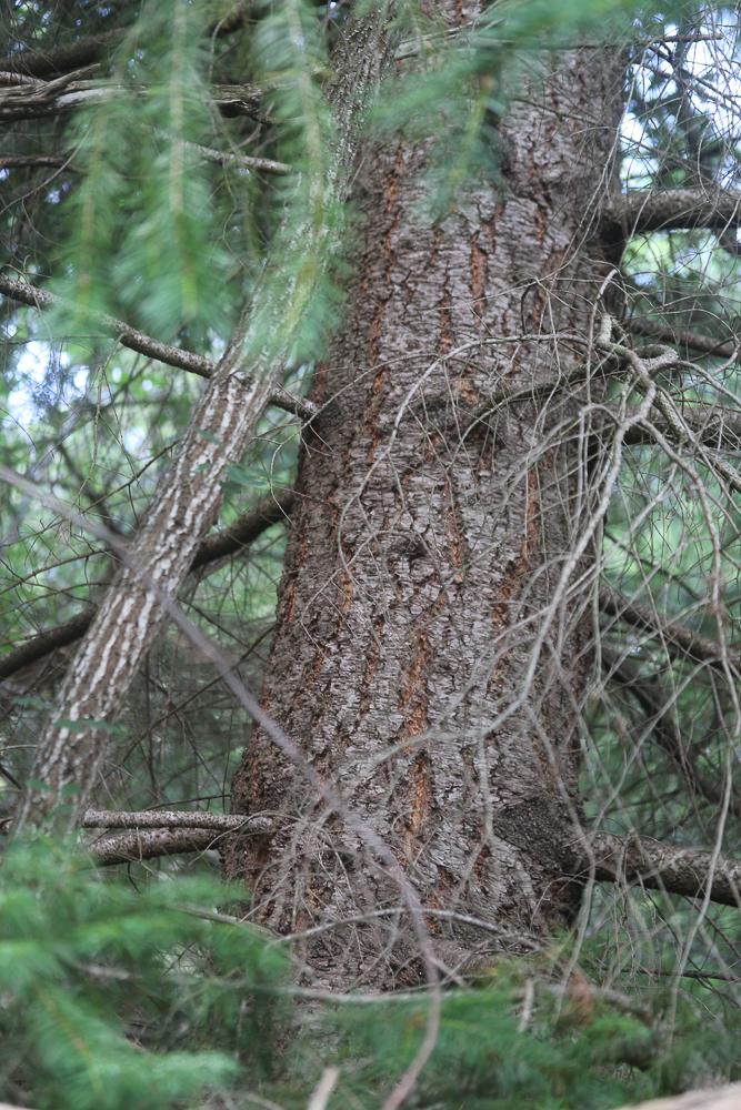 Le Sapin de Douglas, Pin de l'Orégon Pseudotsuga menziesii (Mirb.) Franco, 1950