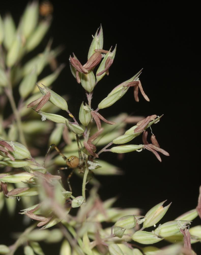 Baldingère faux-roseau, Fromenteau Phalaris arundinacea L., 1753