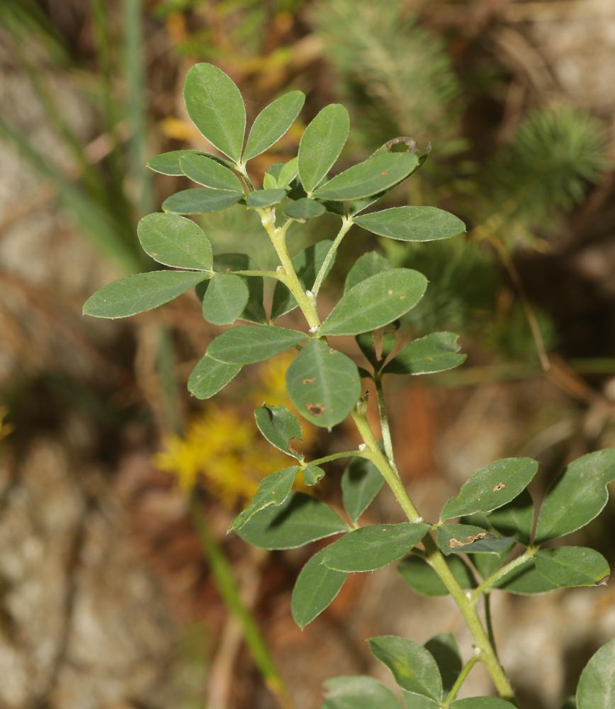 Cytise couché, Cytise étalé Cytisus hirsutus L., 1753