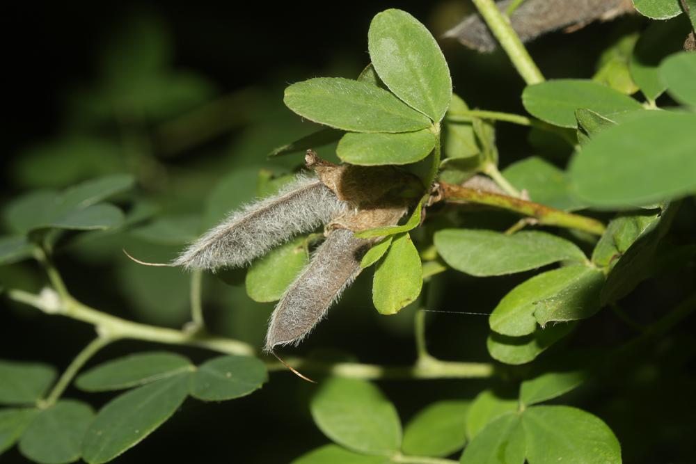 Cytise couché, Cytise étalé Cytisus hirsutus L., 1753