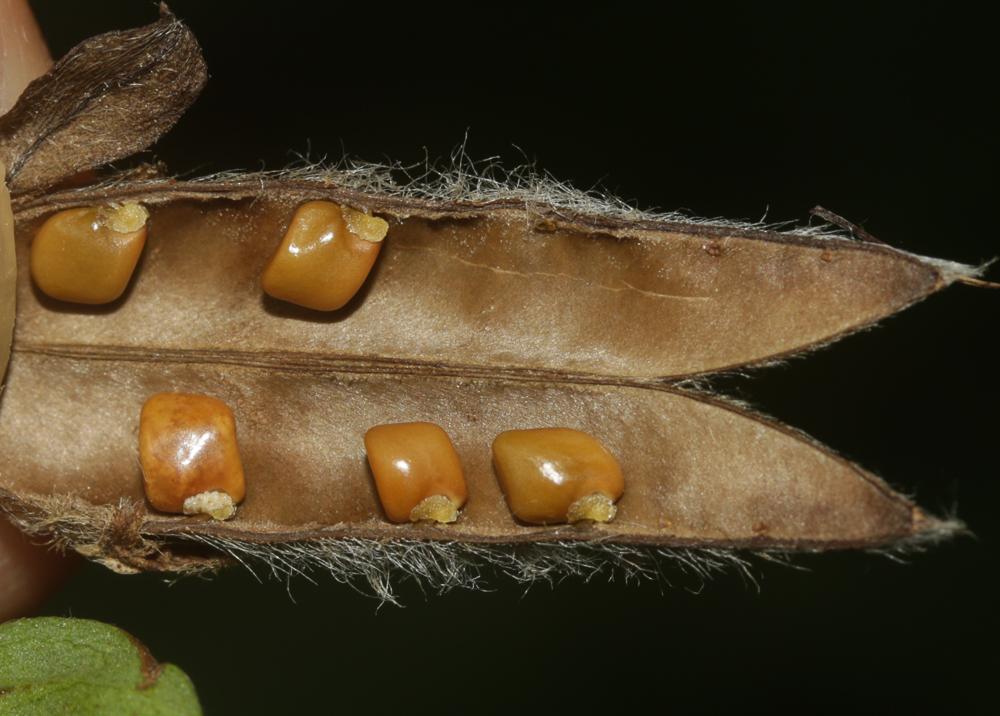 Cytise couché, Cytise étalé Cytisus hirsutus L., 1753