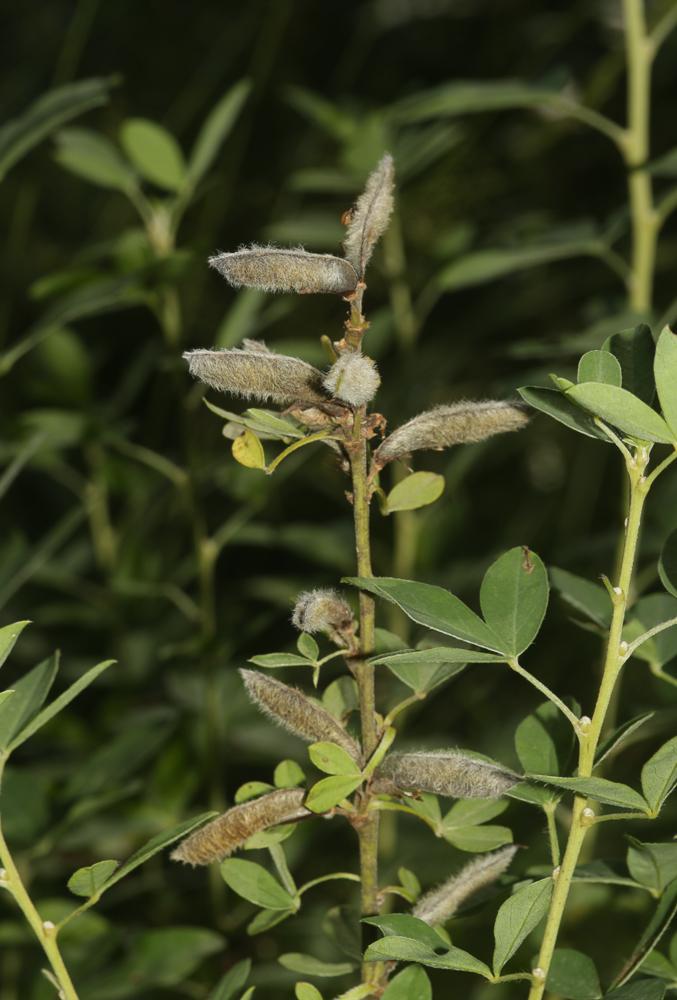 Cytise couché, Cytise étalé Cytisus hirsutus L., 1753