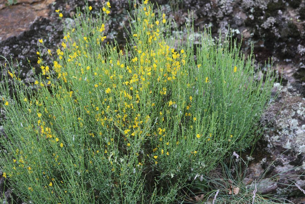 Cytise oroméditerranéen, Genêt oroméditerranéen, G Cytisus oromediterraneus Rivas Mart., T.E.Díaz, Fern.Prieto, Loidi & Peñas, 1984