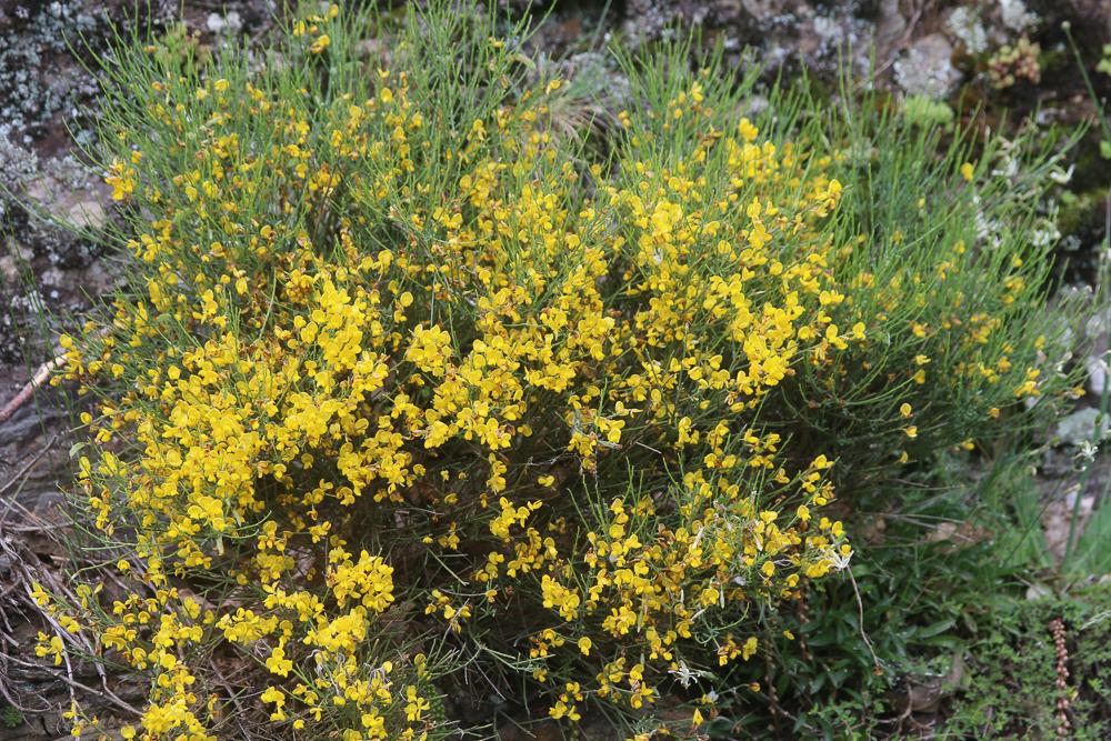 Cytise oroméditerranéen, Genêt oroméditerranéen, G Cytisus oromediterraneus Rivas Mart., T.E.Díaz, Fern.Prieto, Loidi & Peñas, 1984