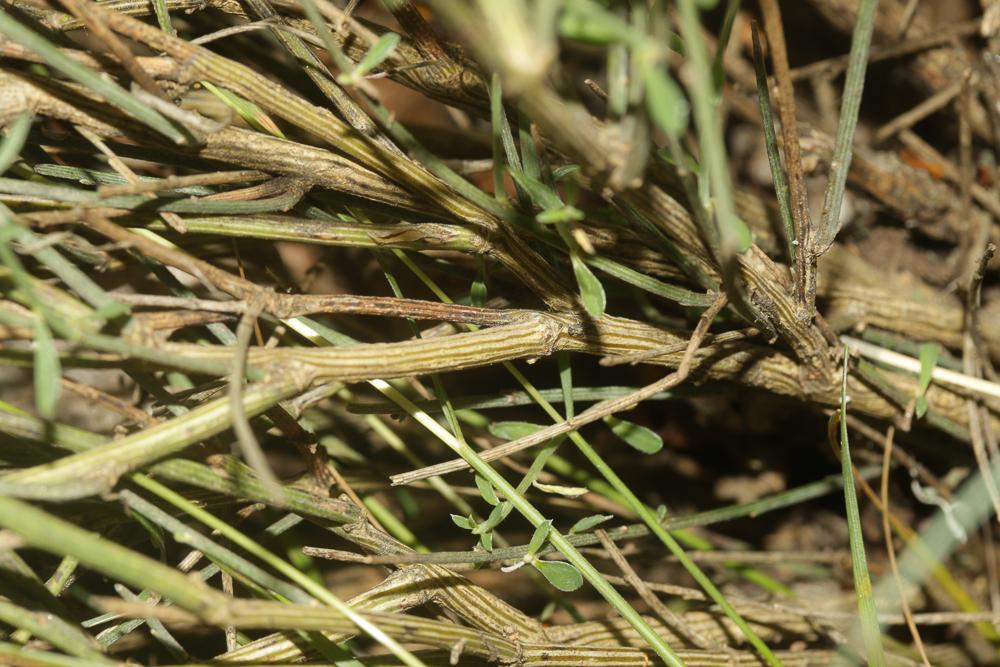 Cytise oroméditerranéen, Genêt oroméditerranéen, G Cytisus oromediterraneus Rivas Mart., T.E.Díaz, Fern.Prieto, Loidi & Peñas, 1984