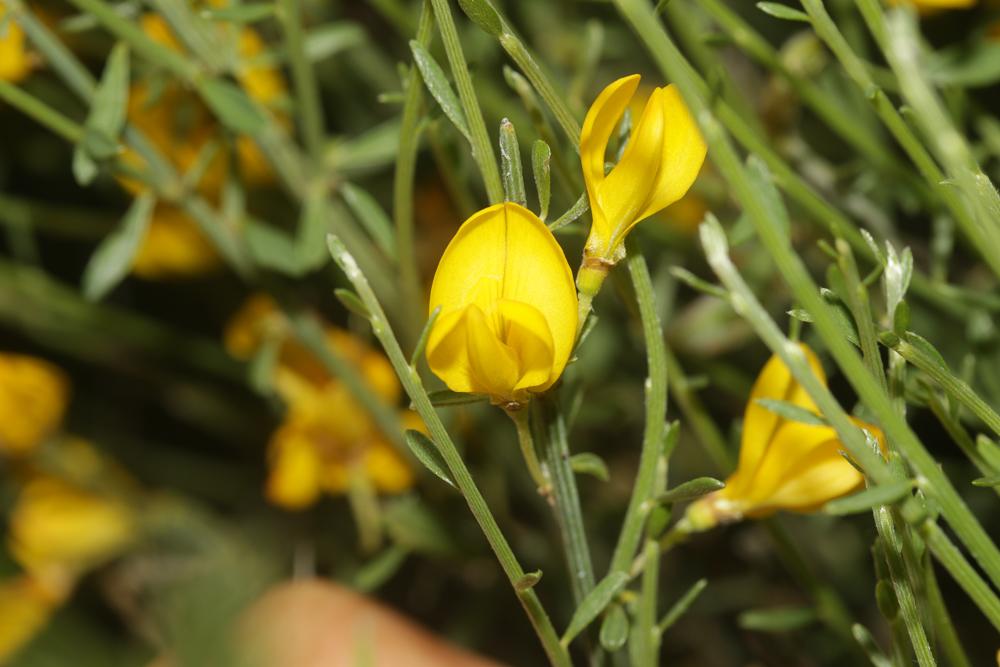 Cytise oroméditerranéen, Genêt oroméditerranéen, G Cytisus oromediterraneus Rivas Mart., T.E.Díaz, Fern.Prieto, Loidi & Peñas, 1984