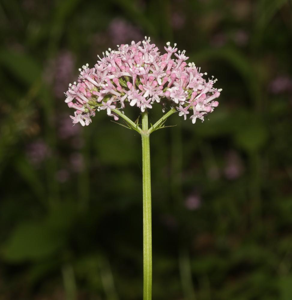 Valériane officinale, Valériane des collines Valeriana officinalis L., 1753