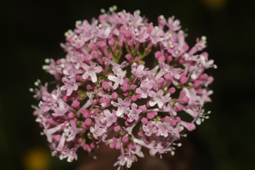 Valériane officinale, Valériane des collines Valeriana officinalis L., 1753