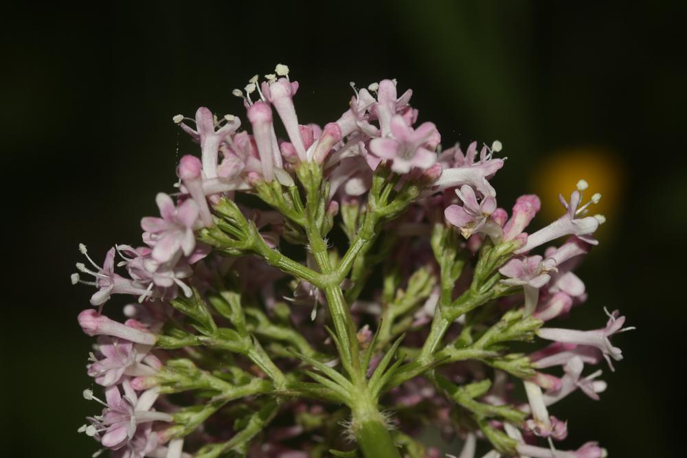 Valériane officinale, Valériane des collines Valeriana officinalis L., 1753