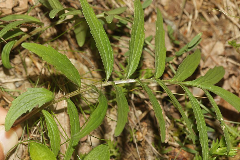 Valériane officinale, Valériane des collines Valeriana officinalis L., 1753