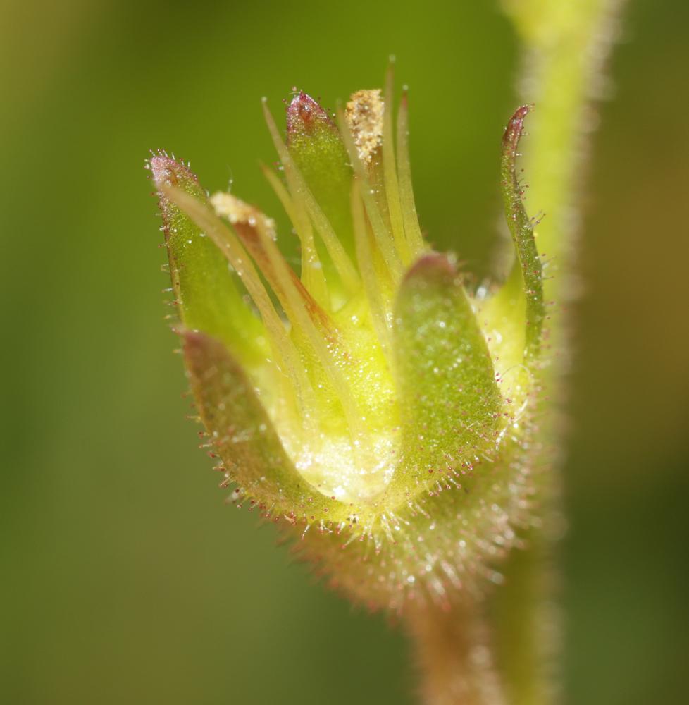 Saxifrage granulé, Herbe à la gravelle Saxifraga granulata L., 1753