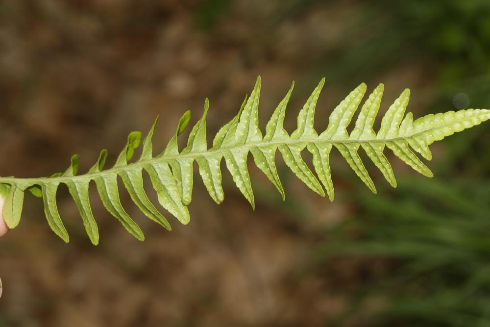 La Réglisse des bois, Polypode vulgaire Polypodium vulgare L., 1753