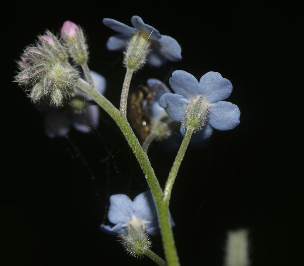 Myosotis des forêts Myosotis sylvatica Hoffm., 1791