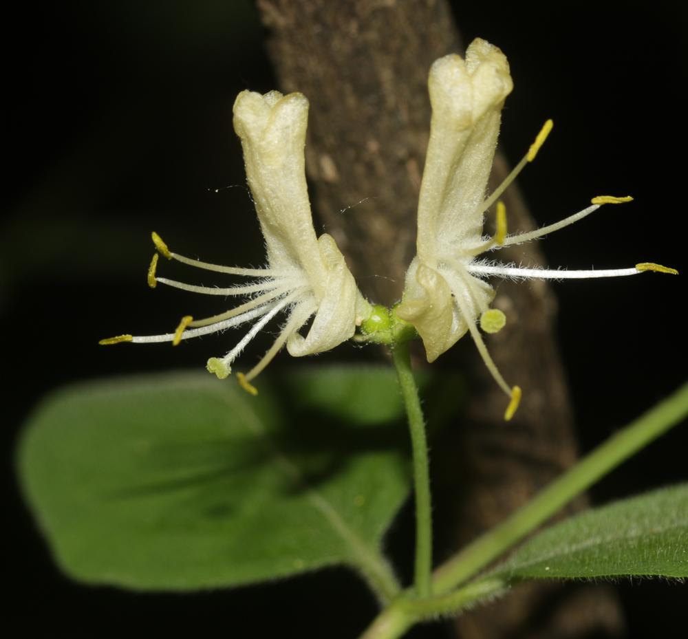 Chèvrefeuille des haies, Camérisier des haies Lonicera xylosteum L., 1753