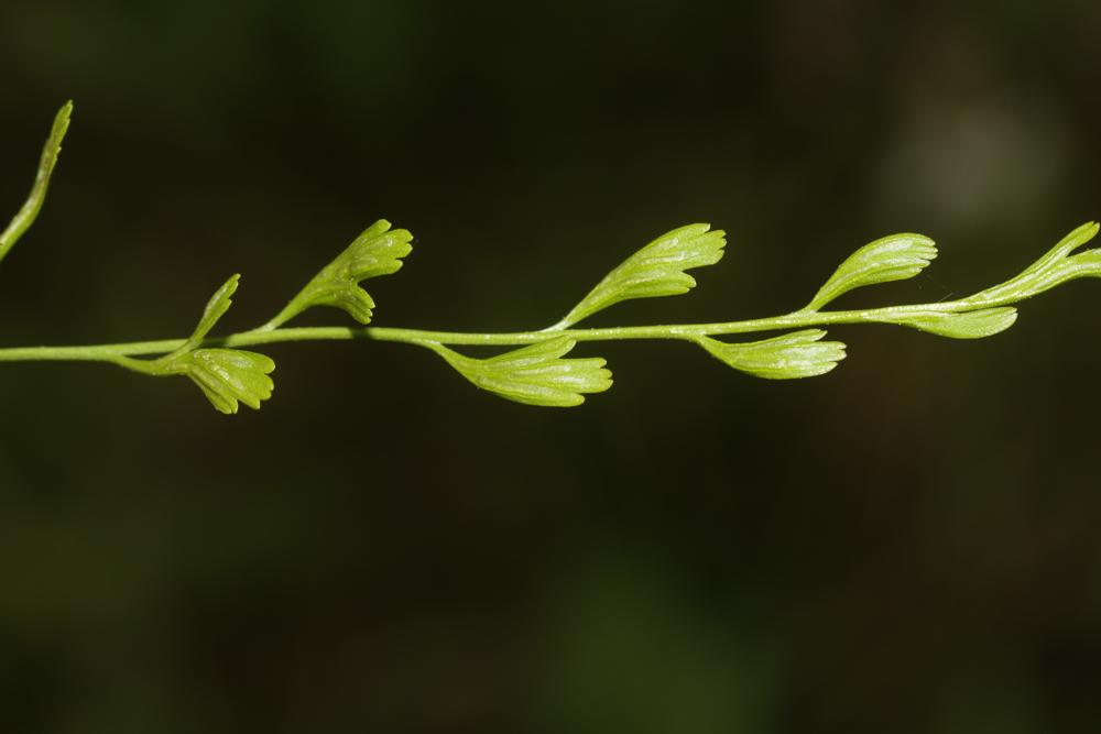 Doradille de Breyne, Doradille à feuilles alternes Asplenium x alternifolium Wulfen, 1781