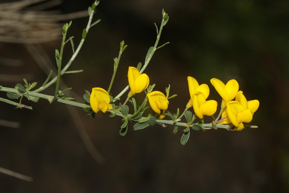 Cytise oroméditerranéen, Genêt oroméditerranéen, G Cytisus oromediterraneus Rivas Mart., T.E.Díaz, Fern.Prieto, Loidi & Peñas, 1984