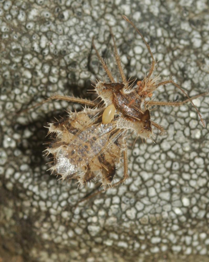 Le  Phyllophya laciniata (Villers, 1789)