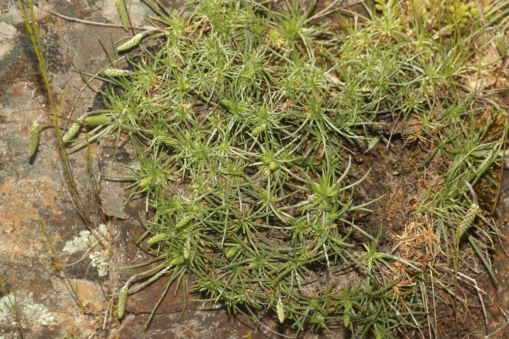 Le Plantain caréné, Plantain recourbé Plantago holosteum Scop., 1771