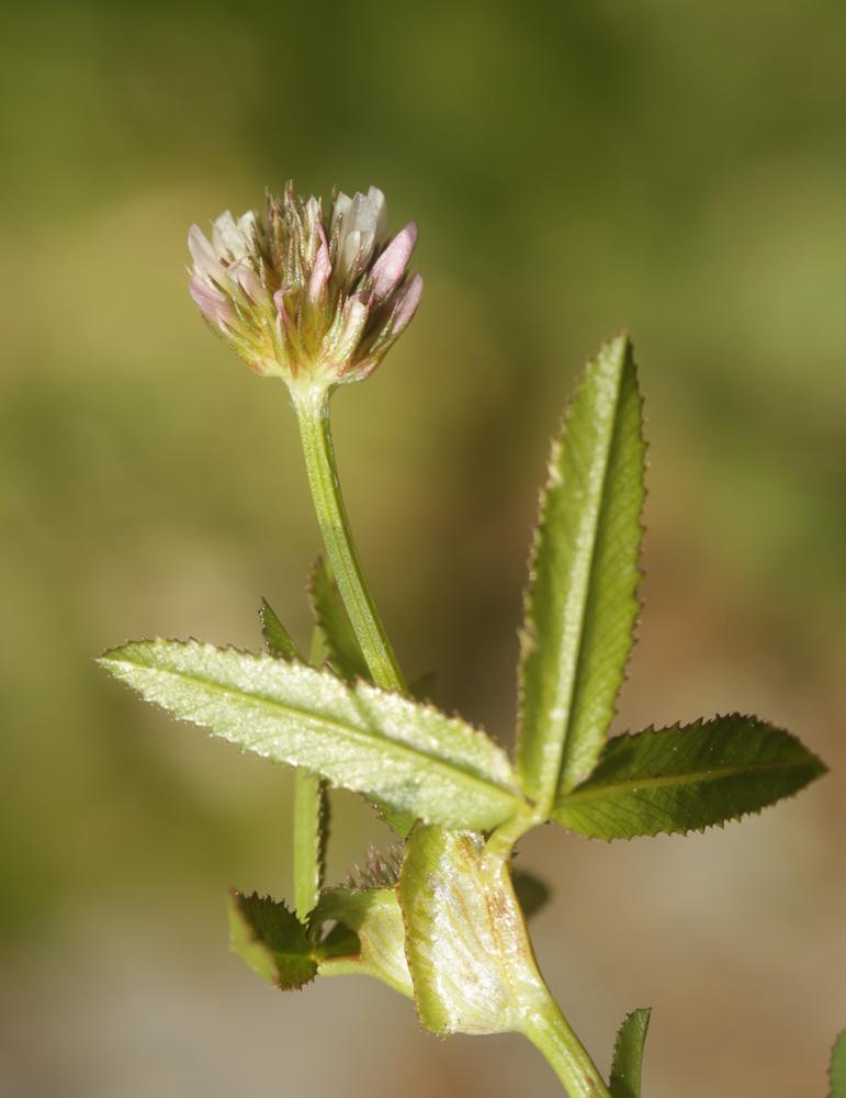 Trèfle raide Trifolium strictum L., 1755