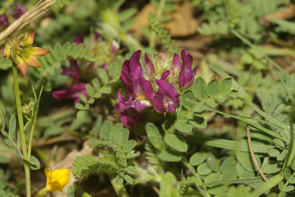 Astragale pourpre Astragalus hypoglottis L., 1771