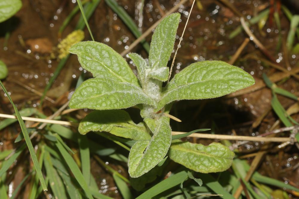 Pulicaire dysentérique Pulicaria dysenterica (L.) Bernh., 1800