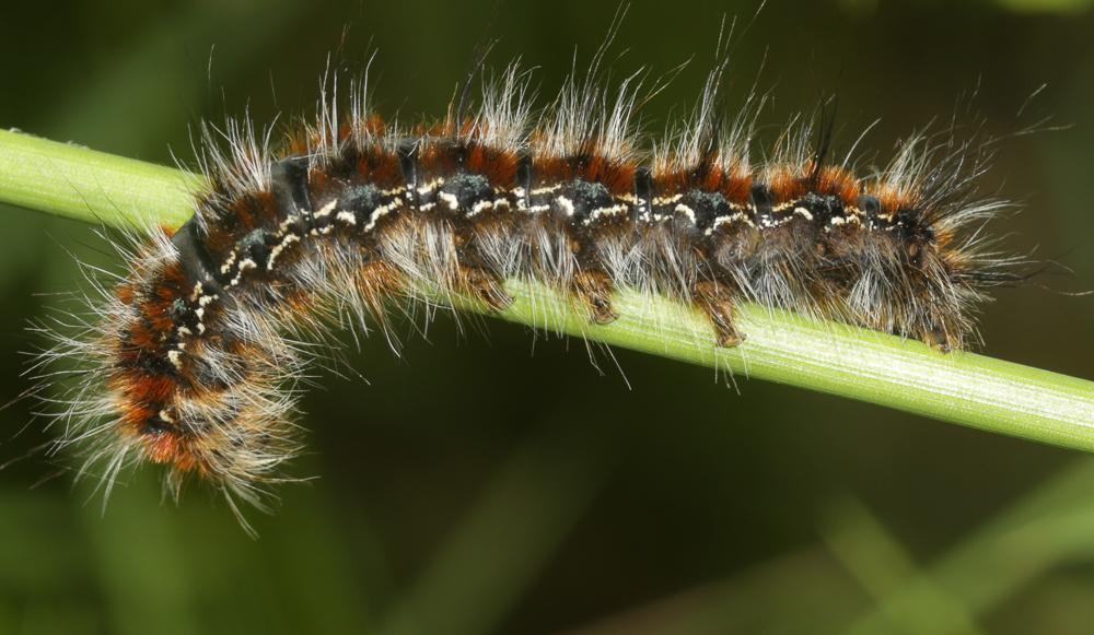 Bombyx Evérie (Le) Laineuse du Prunellier (La) Eriogaster catax (Linnaeus, 1758)