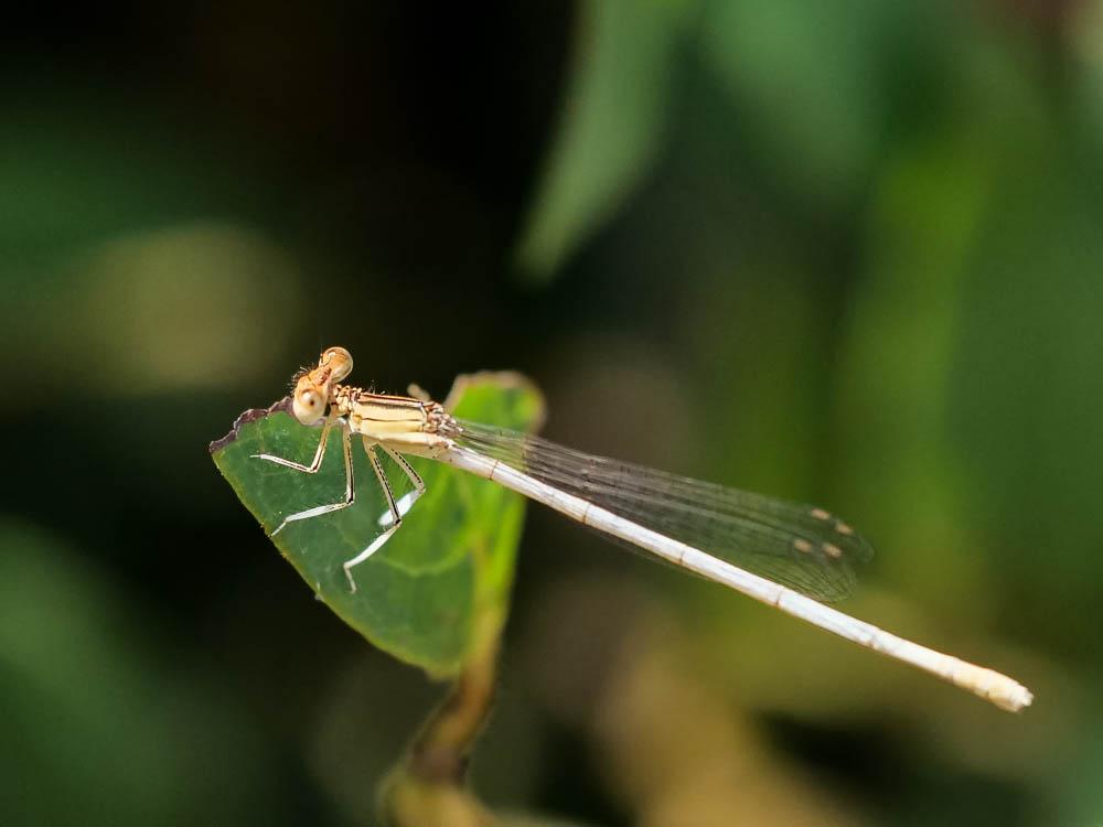 Le Agrion blanchâtre Platycnemis latipes Rambur, 1842