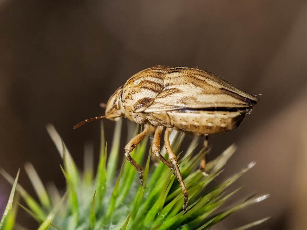  Odontotarsus robustus Jakovlev, 1884