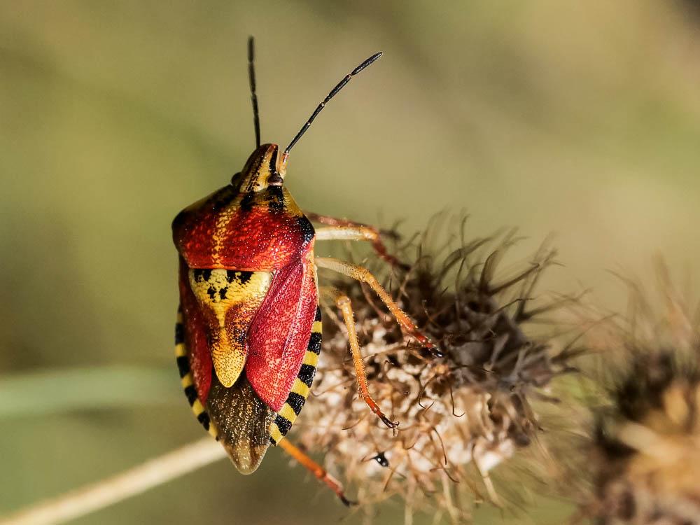  Codophila varia (Fabricius, 1787)