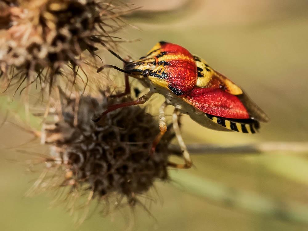 Le  Codophila varia (Fabricius, 1787)