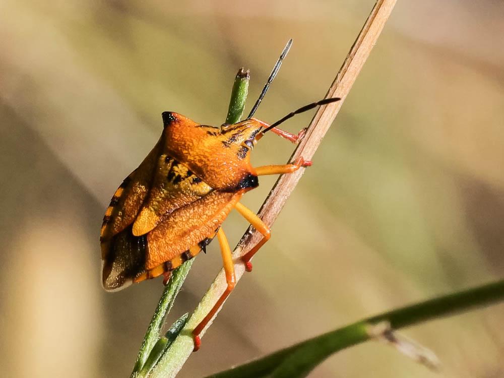  Carpocoris mediterraneus atlanticus Tamanini, 1959