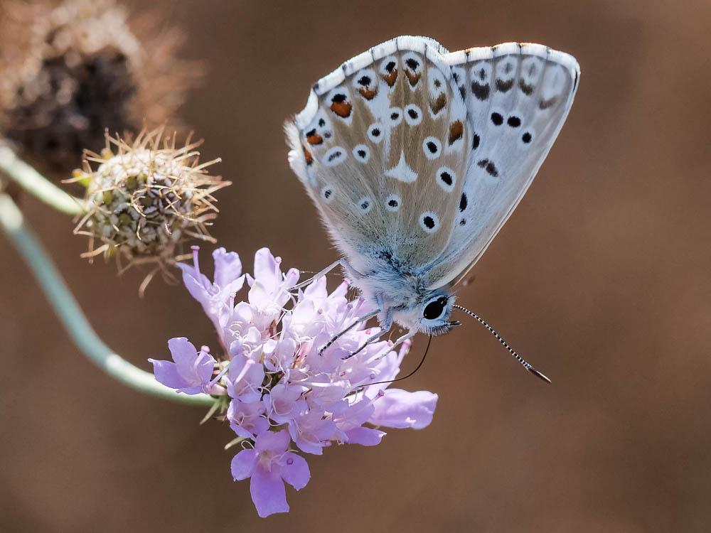 Le Bleu-nacré d'Espagne (Le) Lysandra hispana (Herrich-Schäffer, 1852)