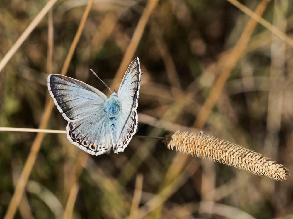 Le Bleu-nacré d'Espagne (Le) Lysandra hispana (Herrich-Schäffer, 1852)