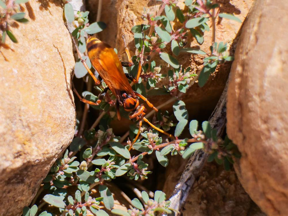 Le  Cryptocheilus alternatus (Lepeletier, 1845)