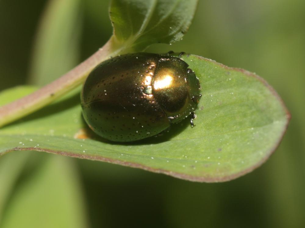  Chrysolina hyperici (Forster, 1771)