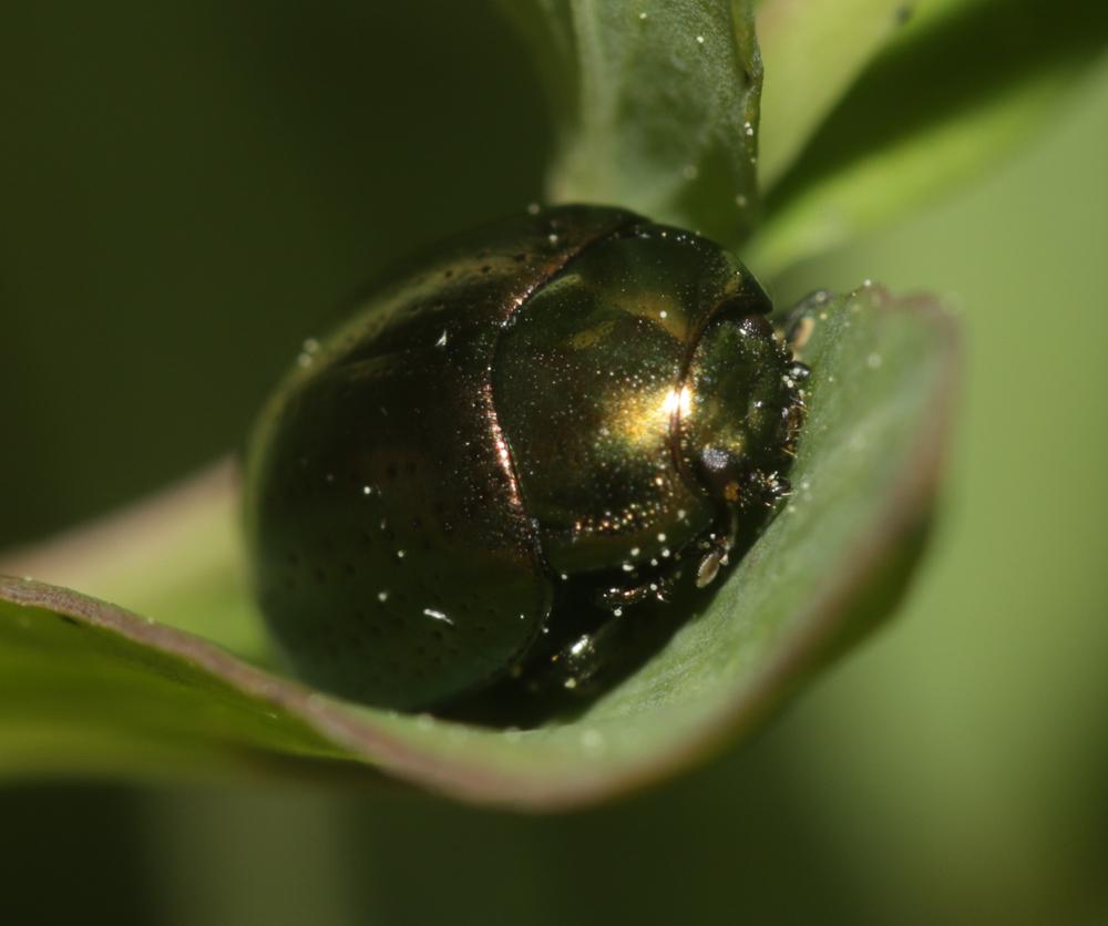  Chrysolina hyperici (Forster, 1771)