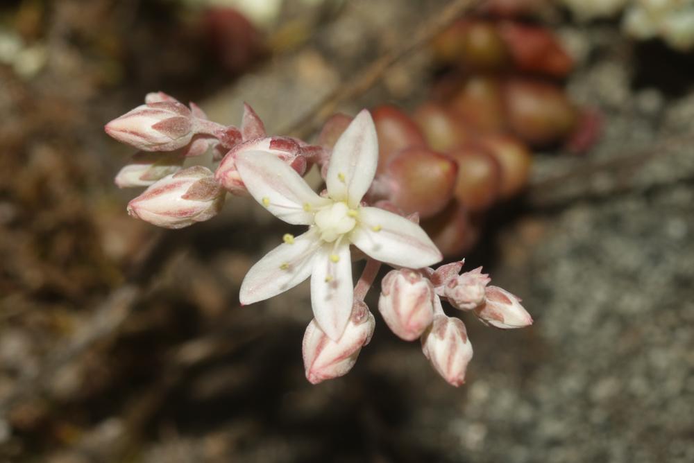 Le Orpin à feuilles courtes Sedum brevifolium DC., 1808