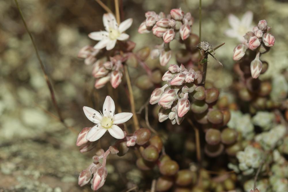 Le Orpin à feuilles courtes Sedum brevifolium DC., 1808