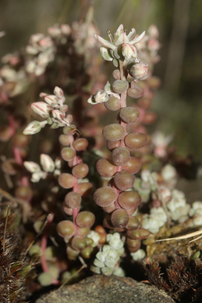 Le Orpin à feuilles courtes Sedum brevifolium DC., 1808