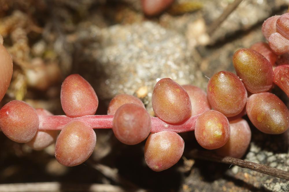 Le Orpin à feuilles courtes Sedum brevifolium DC., 1808