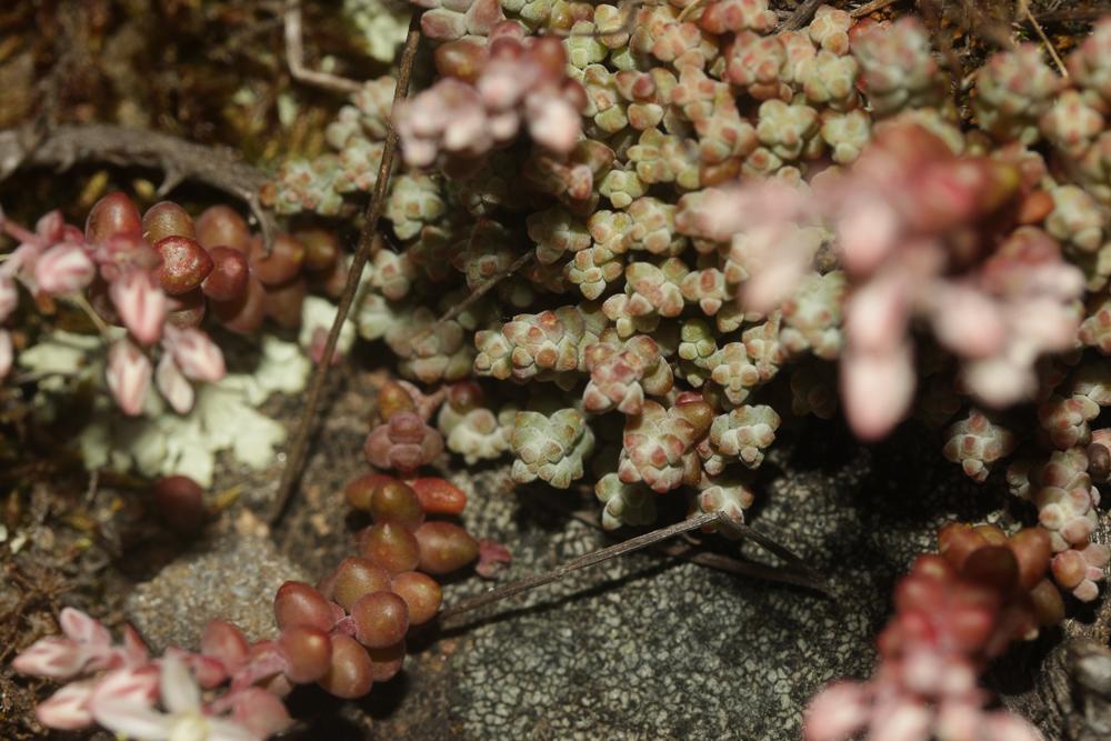 Le Orpin à feuilles courtes Sedum brevifolium DC., 1808