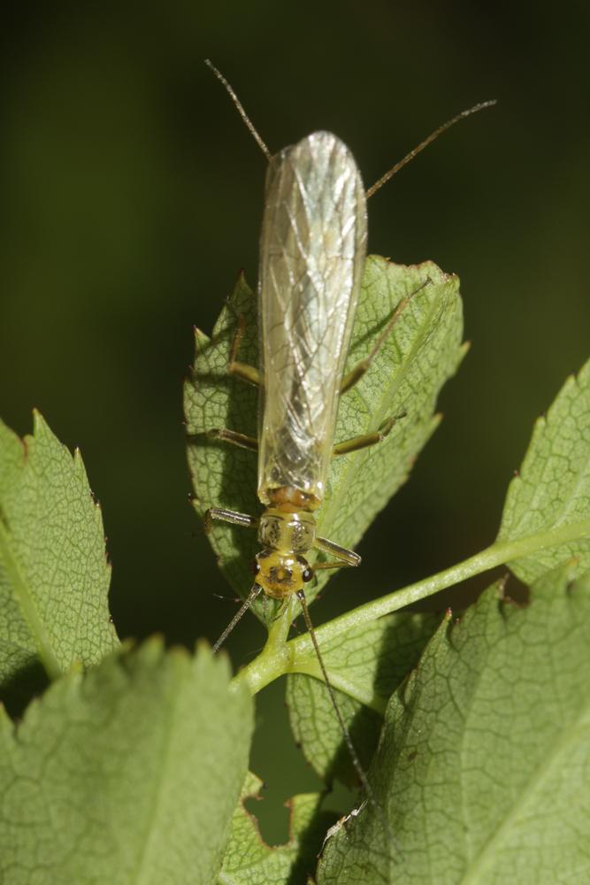 Le  sp. Perlidae Latreille, 1802 sp.