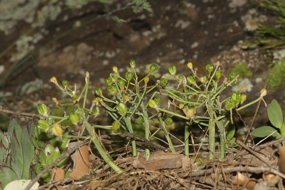 Ornithogale en ombelle, Dame-d'onze-heures, Ornith Ornithogalum umbellatum L., 1753