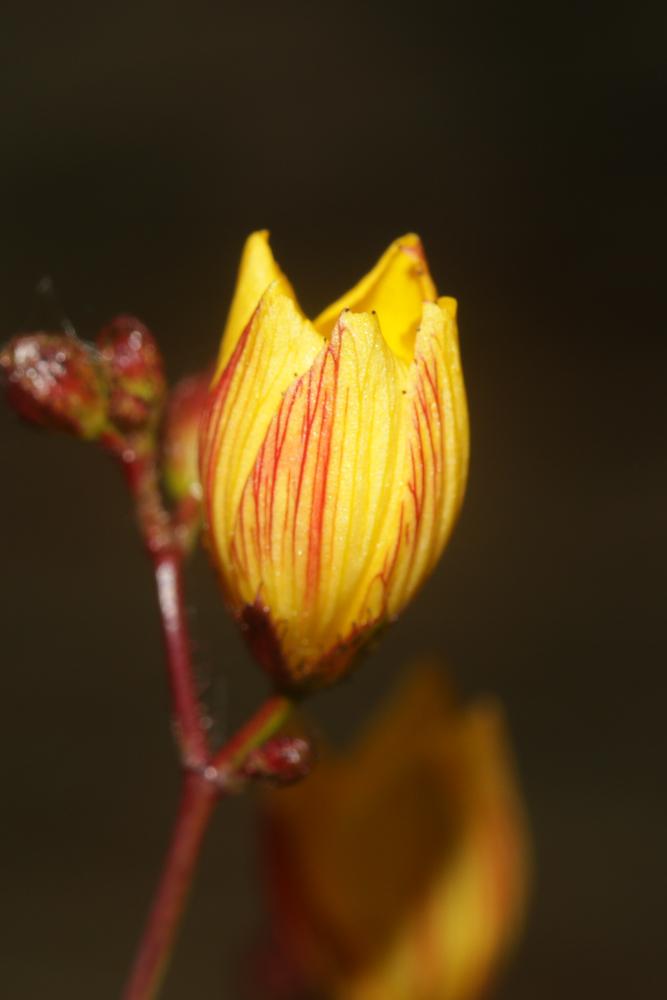 Millepertuis austral, Millepertuis du Midi Hypericum australe Ten., 1826