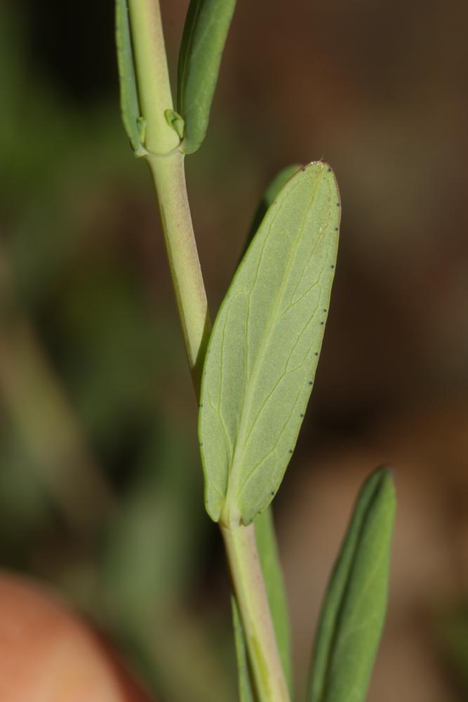 Millepertuis austral, Millepertuis du Midi Hypericum australe Ten., 1826