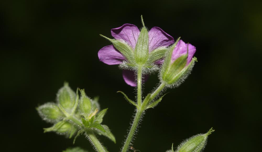 Géranium des bois, Pied-de-perdrix Geranium sylvaticum L., 1753