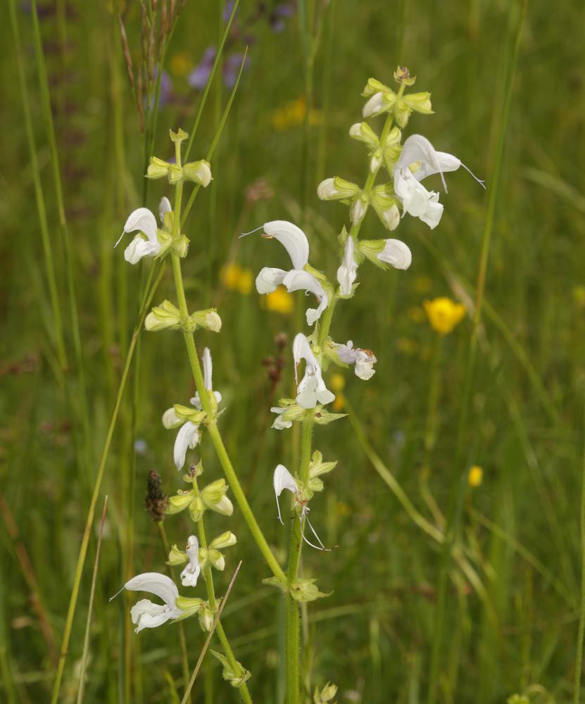 Sauge des prés, Sauge commune Salvia pratensis L., 1753