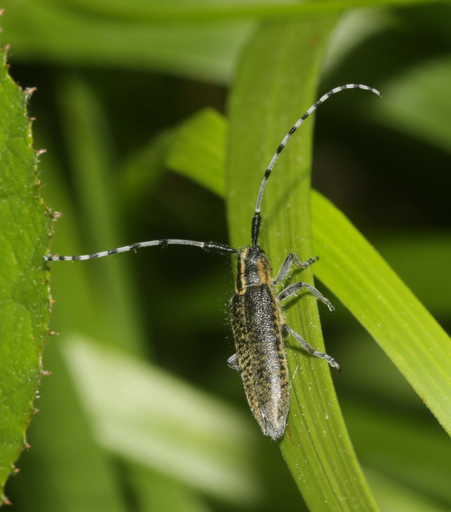  Agapanthia villosoviridescens (De Geer, 1775)