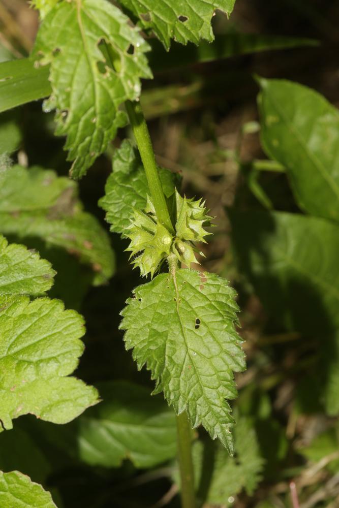 Lamier jaune, Lamier Galéobdolon Lamium galeobdolon (L.) L., 1759